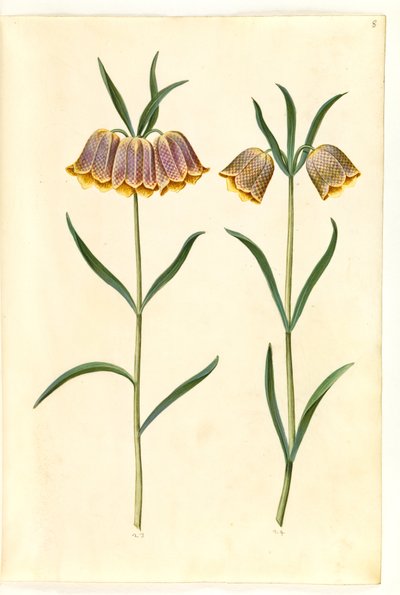 Fritillaria meleagris (vajíčko zmije obecné) od Hans Simon Holtzbecker