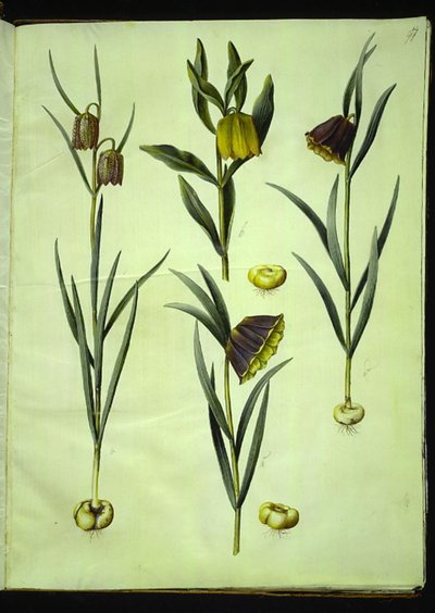 Fritillaria meleagris (vajíčko zmije obecné); Fritillaria aurea nebo Fritillaria tubiformis & moggridgei (vejce vibrací); Fritillaria montana od Hans Simon Holtzbecker