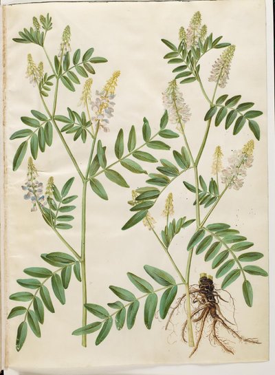 Galega officinalis (lékařský lusk) od Hans Simon Holtzbecker