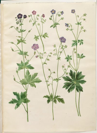 Geranium phaeum (čápí zobák vlnokorunovaný); Geranium sylvaticum (čapí zobák dřevěný) od Hans Simon Holtzbecker