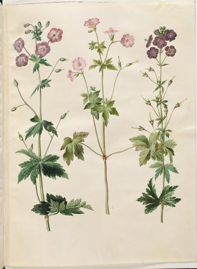 Geranium phaeum (čápí zobák vlnokorunovaný); Geranium versicolor (čápí zobák) od Hans Simon Holtzbecker