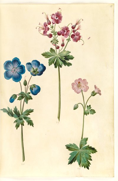 Geranium pratense (zobka lučního); Geranium phaeum (čápí zobák vlnokorunovaný); Geranium versicolor (čápí zobák) od Hans Simon Holtzbecker