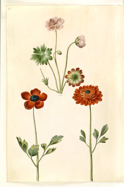 Geranium sanguineum striatum (storkenæb); Ranunculus asiatica (have-ranunkel) od Hans Simon Holtzbecker