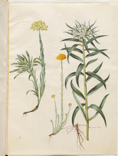 Helichrysum orientale (věčný keř); Helichrysum Stoechas (zapáchající věčná květina); Anaphalis margaritacea (košík s perlami obecnými) od Hans Simon Holtzbecker