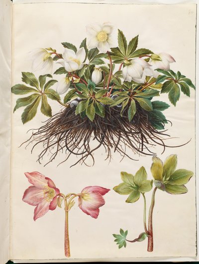 Helleborus niger (obyčejná vánoční růže) od Hans Simon Holtzbecker