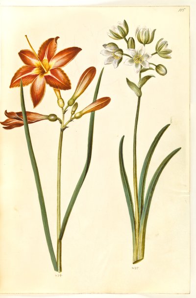 Hemerocallis fulva (brun daglije); Ornithogalum arabicum (mælkestjerne) od Hans Simon Holtzbecker