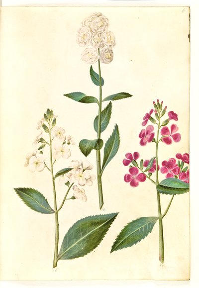 Hesperis matronalis (společná večernice) od Hans Simon Holtzbecker