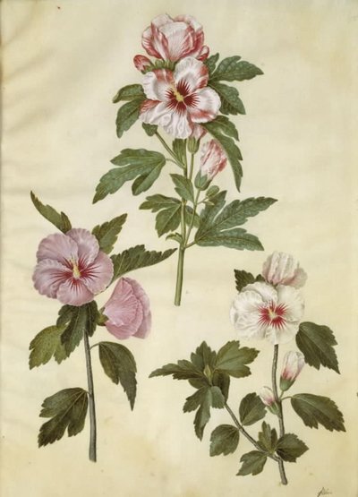 Hibiscus syriacus (syrská růže) od Hans Simon Holtzbecker