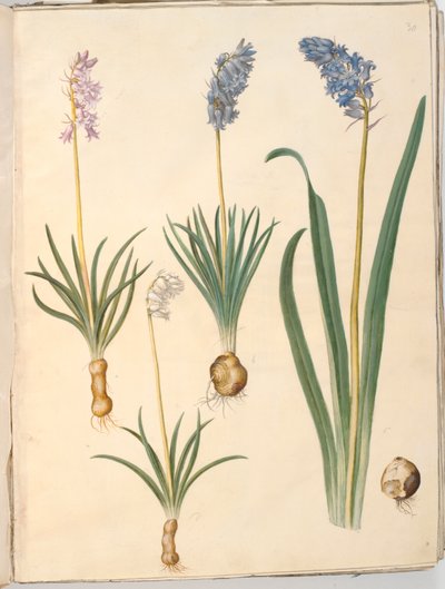 Hyacinthoides non-scripta (zvonek obecný); Hyacinthoides hispanica (španělský zvonek) od Hans Simon Holtzbecker