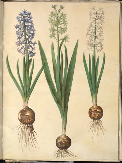 Orientální hyacint (Almindelig hyacint) od Hans Simon Holtzbecker
