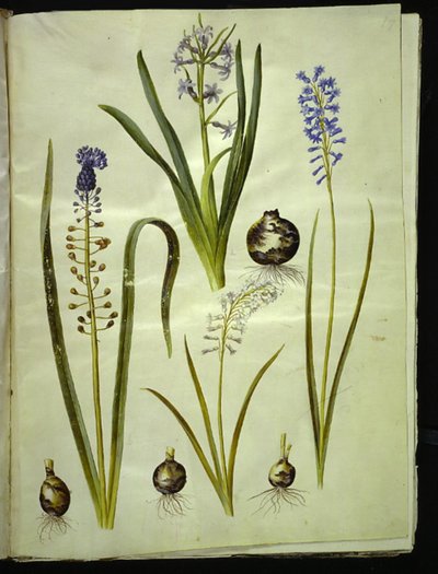 orientální hyacint (almindelig hyacint); Muscari comosum (dukhyacint); Brimeura amethystina (pyrenejská modrá) od Hans Simon Holtzbecker