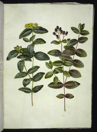 Hypericum androsaemum (bobule třezalka tečkovaná) od Hans Simon Holtzbecker