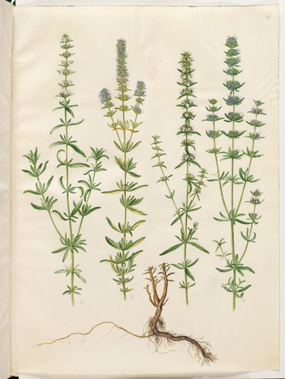 Hyssopus officinalis (yzop pravý) od Hans Simon Holtzbecker