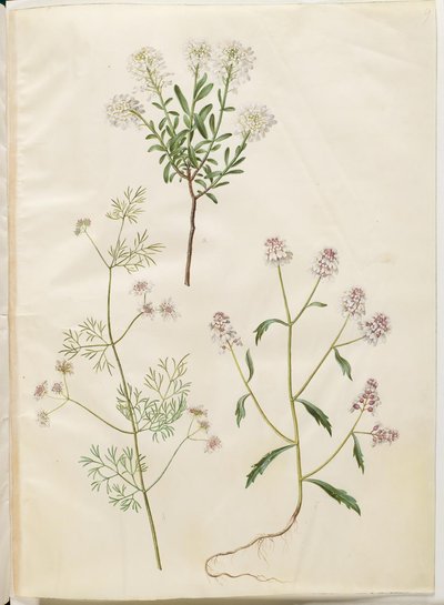 Iberis sempervirens (sněhový polštář); Coriandrum sativum (koriandr obecný); Iberis amara (hořký luk) od Hans Simon Holtzbecker