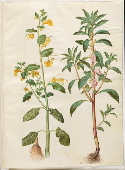 Impatiens noli-tangere (jarní balzám); Impatiens balsamina (má balzám) od Hans Simon Holtzbecker