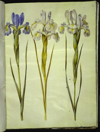Iris latifolia (anglicky iris) od Hans Simon Holtzbecker