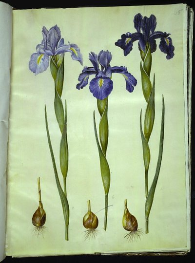 Iris latifolia (anglicky iris) od Hans Simon Holtzbecker