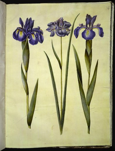 Iris latifolia (anglicky iris); Iris sibirica (sibiřský kosatec) od Hans Simon Holtzbecker