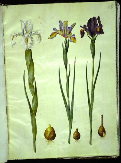Iris latifolia (anglicky kosatec); Iris xiphium (španělský kosatec) od Hans Simon Holtzbecker