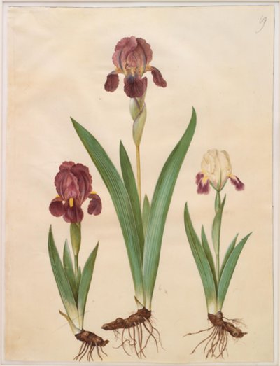 Iris ×lurida (iris-hybrid) od Hans Simon Holtzbecker
