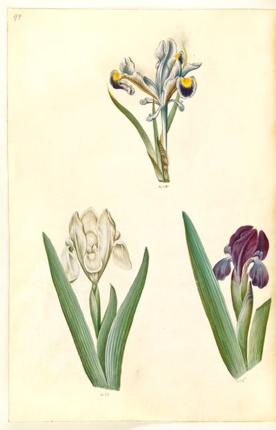 Iris persica (kosatec perský); Iris lutescens nebo Iris pumila (?) (trpasličí duhovka nebo nízká duhovka) od Hans Simon Holtzbecker