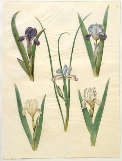 Iris pumila (nízká duhovka) nebo Iris lutescens (zakrslá duhovka); Iris graminea (dúhovka z travních listů) od Hans Simon Holtzbecker