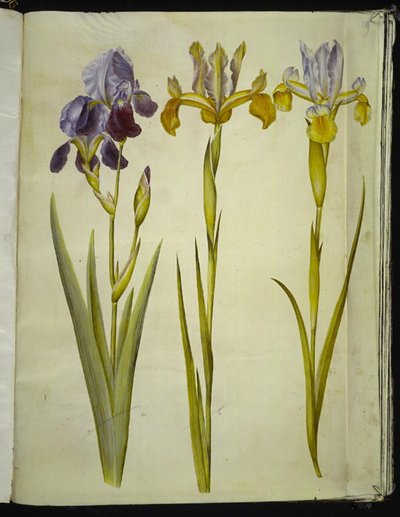Iris ×sambucina (policová duhovka); Iris latifolia (anglicky iris) od Hans Simon Holtzbecker