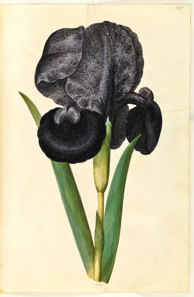 Iris susiana (smuteční kosatec) od Hans Simon Holtzbecker