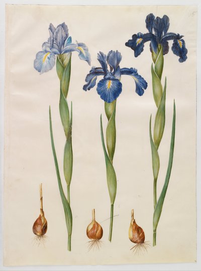 Iris xiphioides od Hans Simon Holtzbecker