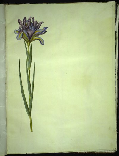 Iris xiphium (španělský kosatec) od Hans Simon Holtzbecker