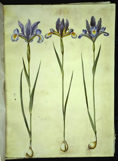Iris xiphium (španělský kosatec) od Hans Simon Holtzbecker