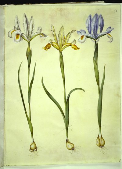 Iris xiphium (španělský iris) nebo Iris latifolia (anglický iris); Iris xiphium (španělský kosatec) od Hans Simon Holtzbecker