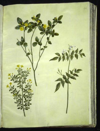 Jasminum odoratissimus (stue-jasmín); Jasmínový keř (busk-jasmín); Jasminum grandiflorum (duft-jasmín) od Hans Simon Holtzbecker
