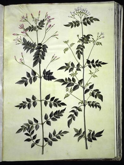 Jasminum officinale (jasmín) od Hans Simon Holtzbecker