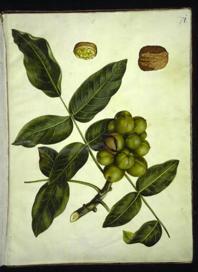 Juglans regia (ořech obecný) od Hans Simon Holtzbecker
