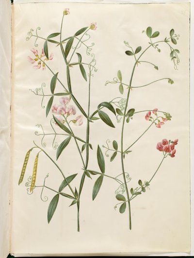 Lathyrus sylvestris (lesní plochý lusk); Lathyrus tuberosus (plochý lusk hlízy) od Hans Simon Holtzbecker