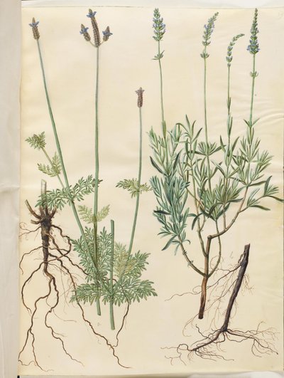 Lavandula multifida (levandule klasnatá); Lavandula angustifolia (pravá levandule) od Hans Simon Holtzbecker
