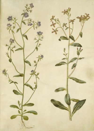 Legousia Venuše-zrcadlo (ægte venuspejl); smutná hesperis (natviol) od Hans Simon Holtzbecker