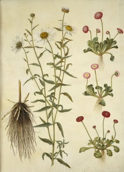 Leucanthemum vulgare (bílé volské oko); Bellis perennis (sedmikráska obecná) od Hans Simon Holtzbecker