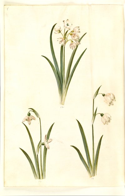 Leucojum aestivum (letní švestka); Galanthus nivalis (sněženka obecná); Leucojum vernum (lilie Dorotea) od Hans Simon Holtzbecker