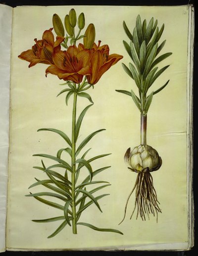 Lilium bulbiferum (ohnivá lilie) od Hans Simon Holtzbecker