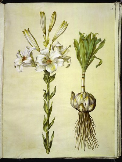 bílá lilie (madonna-lilje) od Hans Simon Holtzbecker