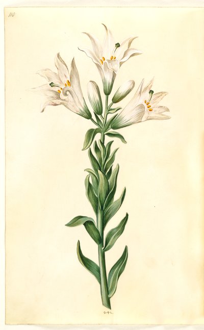 bílá lilie (madonna-lilje) od Hans Simon Holtzbecker