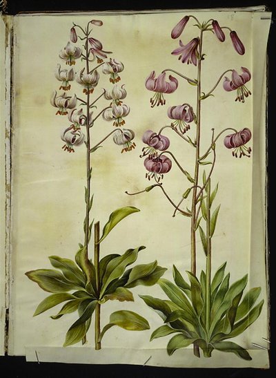 Lilium martagon (věnec lilie) od Hans Simon Holtzbecker