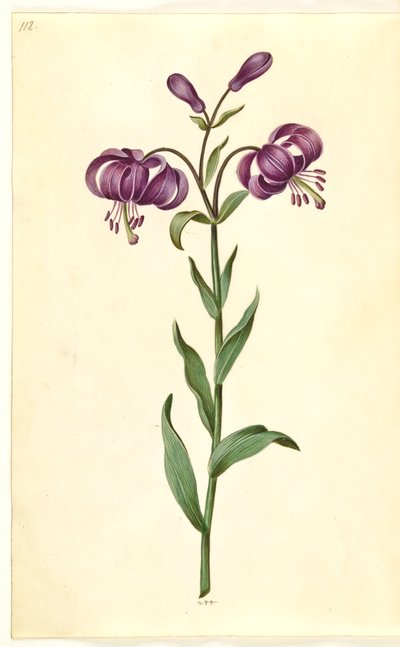 Lilium martagon (věnec lilie) od Hans Simon Holtzbecker
