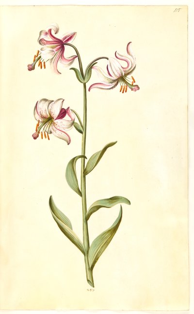 Lilium martagon (věnec lilie) od Hans Simon Holtzbecker