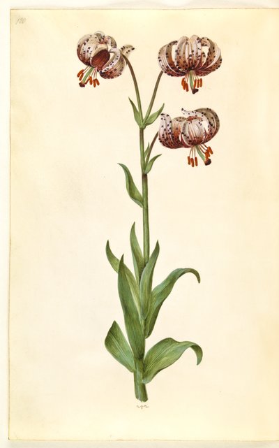 Lilium martagon (věnec lilie) od Hans Simon Holtzbecker