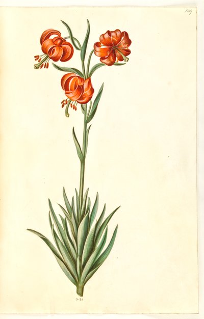 Pompon lily (pompon-lilje) od Hans Simon Holtzbecker