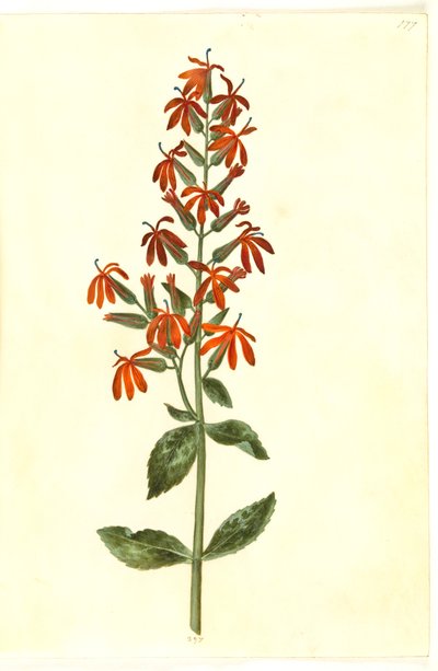 Lobelia cardinalis (kardiální lobelie) od Hans Simon Holtzbecker