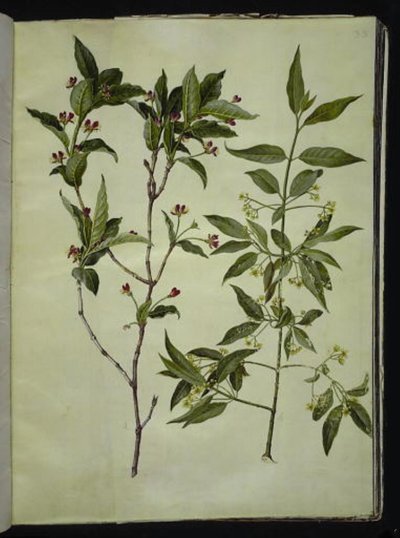 Lonicera alpigena (list alpské kozy); Euonymus europaeus (kostní dřevo) od Hans Simon Holtzbecker